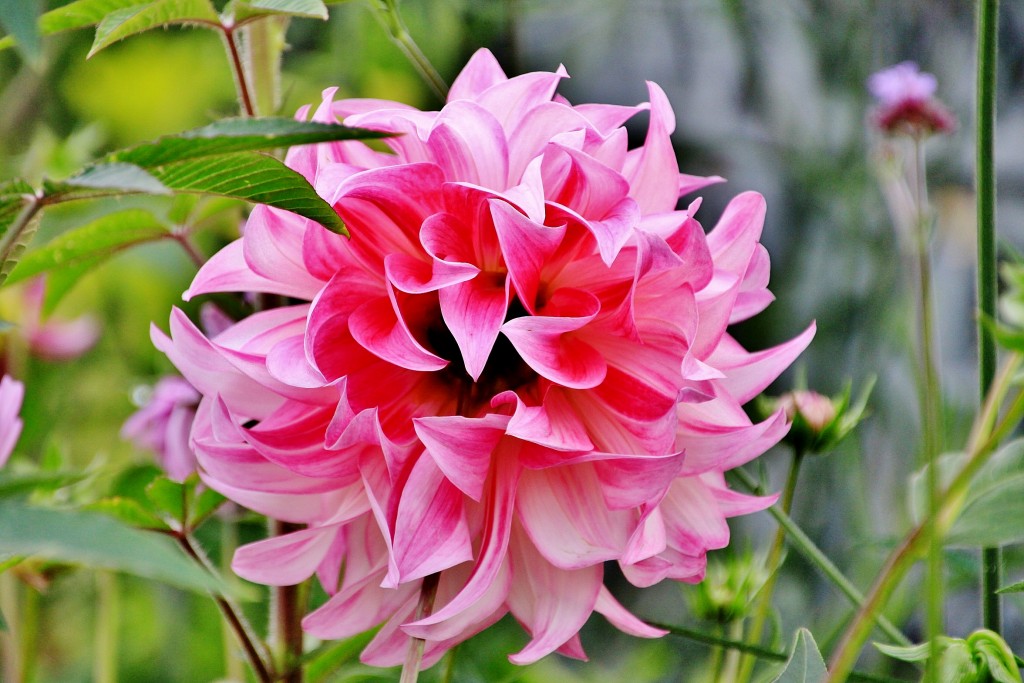 Foto: Flor - Bergen (Hordaland), Noruega