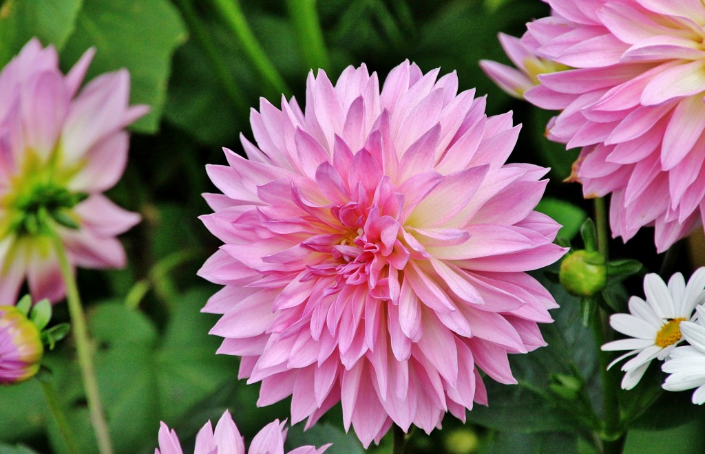 Foto: Flor - Bergen (Hordaland), Noruega