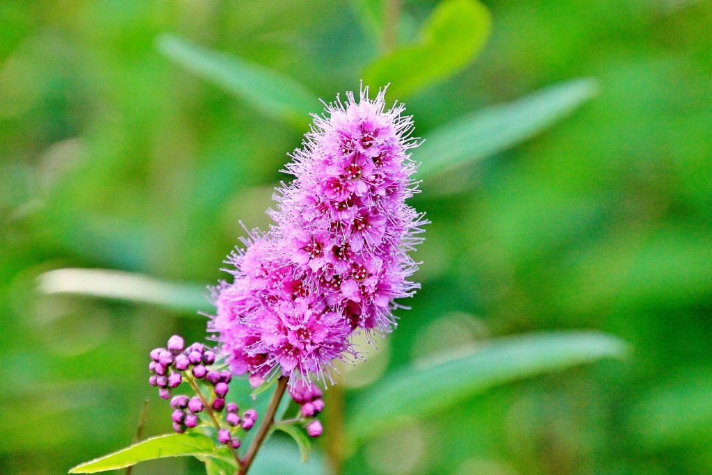 Foto: Casa museo Edvard Grieg - Bergen (Hordaland), Noruega