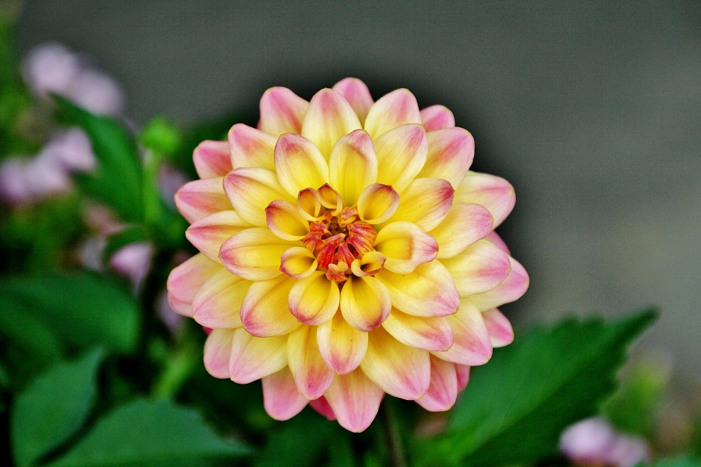 Foto: Flor - Bergen (Hordaland), Noruega