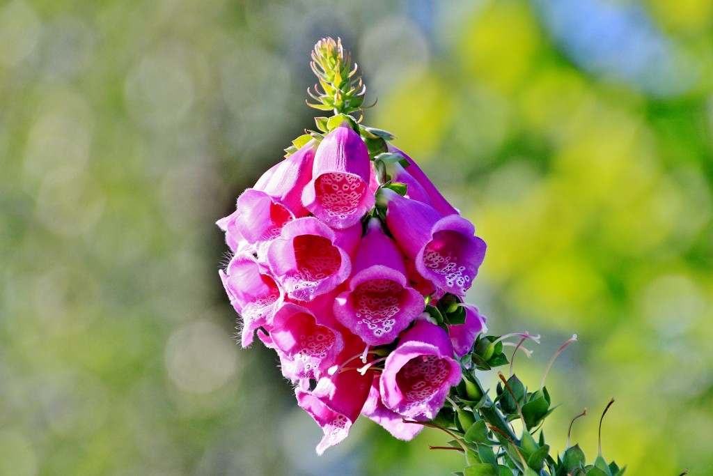 Foto: Casa museo Edvard Grieg - Bergen (Hordaland), Noruega