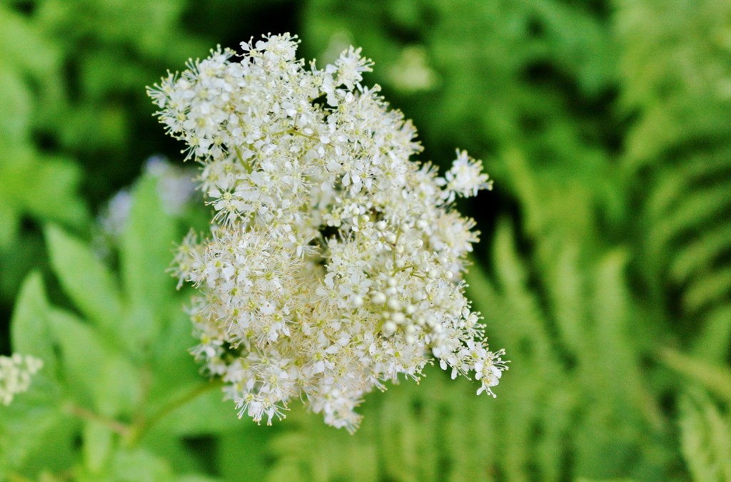 Foto: Casa museo Edvard Grieg - Bergen (Hordaland), Noruega