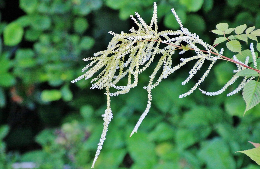 Foto: Casa museo Edvard Grieg - Bergen (Hordaland), Noruega