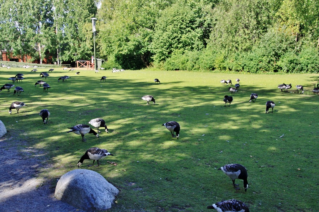 Foto: Skansen - Stockholm, Suecia