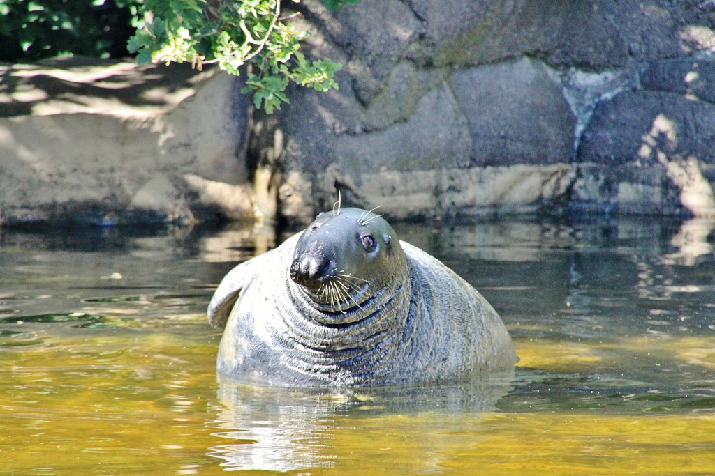 Foto: Skansen - Stockholm, Suecia