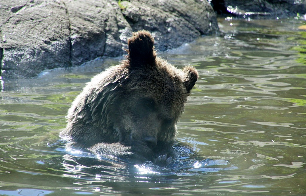 Foto: Skansen - Stockholm, Suecia