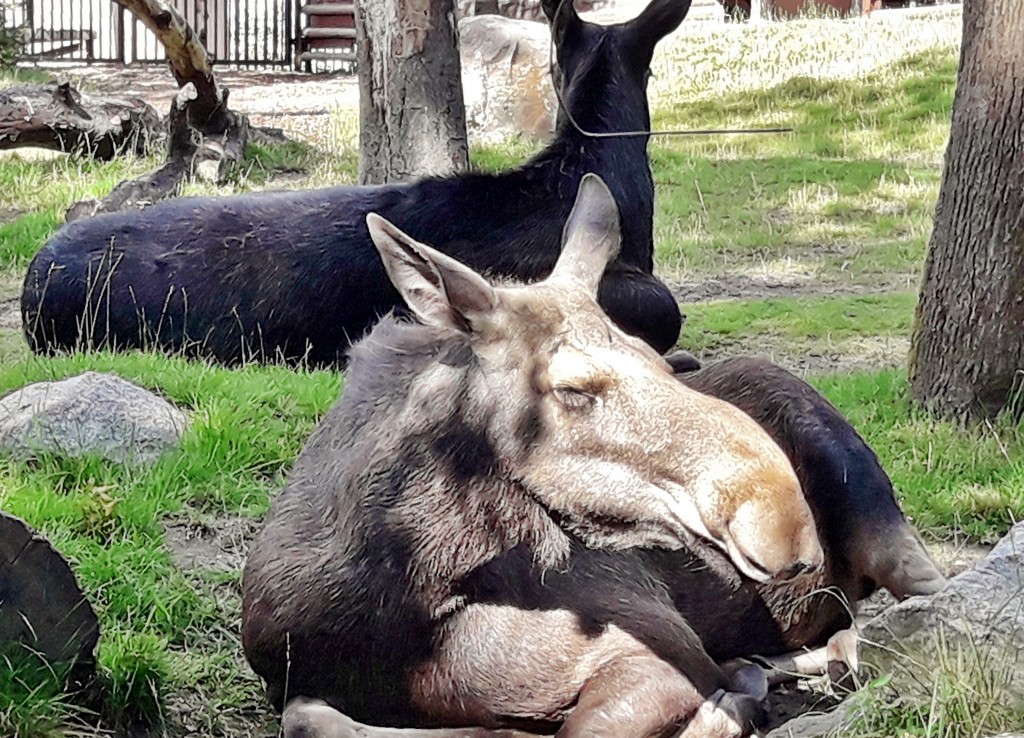 Foto: Skansen - Stockholm, Suecia