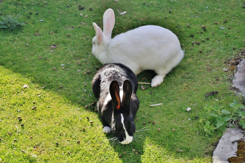 Foto: Skansen - Stockholm, Suecia
