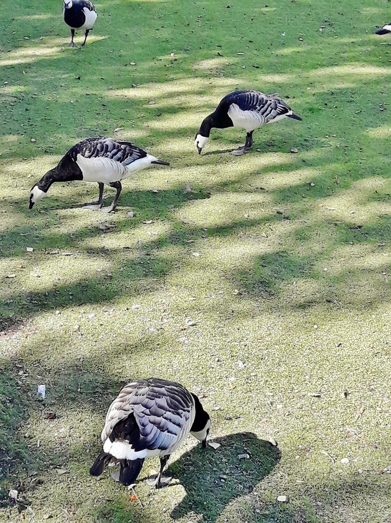 Foto: Skansen - Stockholm, Suecia