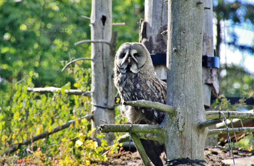 Foto: Skansen - Stockholm, Suecia