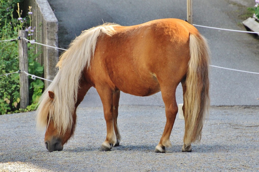 Foto: Skansen - Stockholm, Suecia