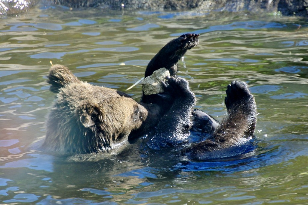Foto: Skansen - Stockholm, Suecia