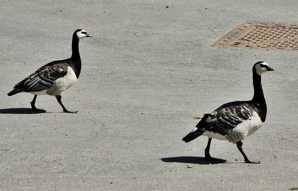 Foto: Skansen - Stockholm, Suecia