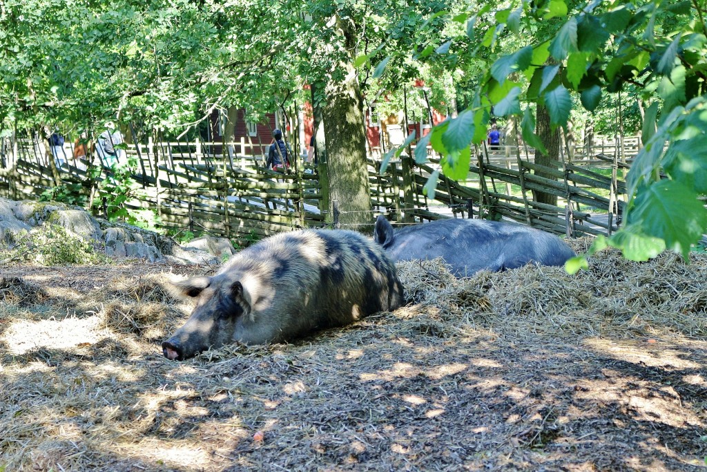 Foto: Skansen - Stockholm, Suecia