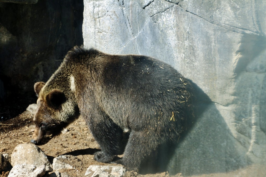 Foto: Skansen - Stockholm, Suecia