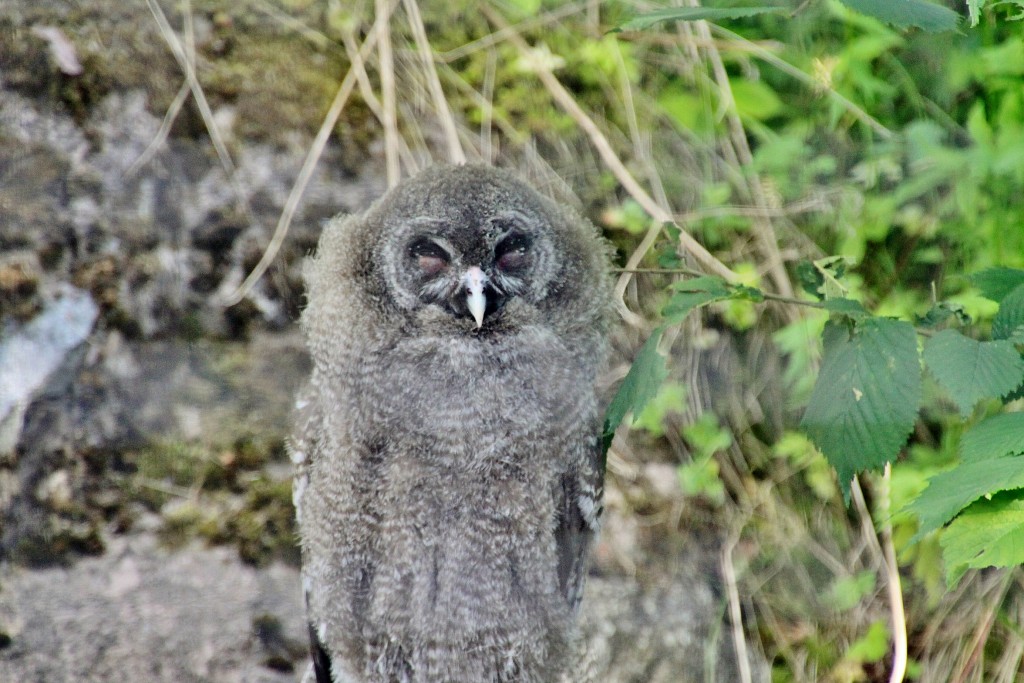 Foto: Skansen - Stockholm, Suecia
