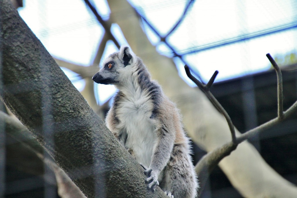 Foto: Skansen - Stockholm, Suecia