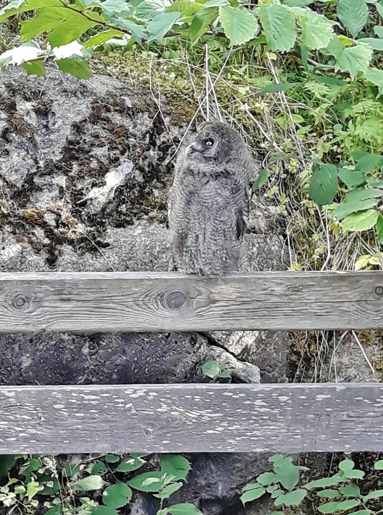 Foto: Skansen - Stockholm, Suecia