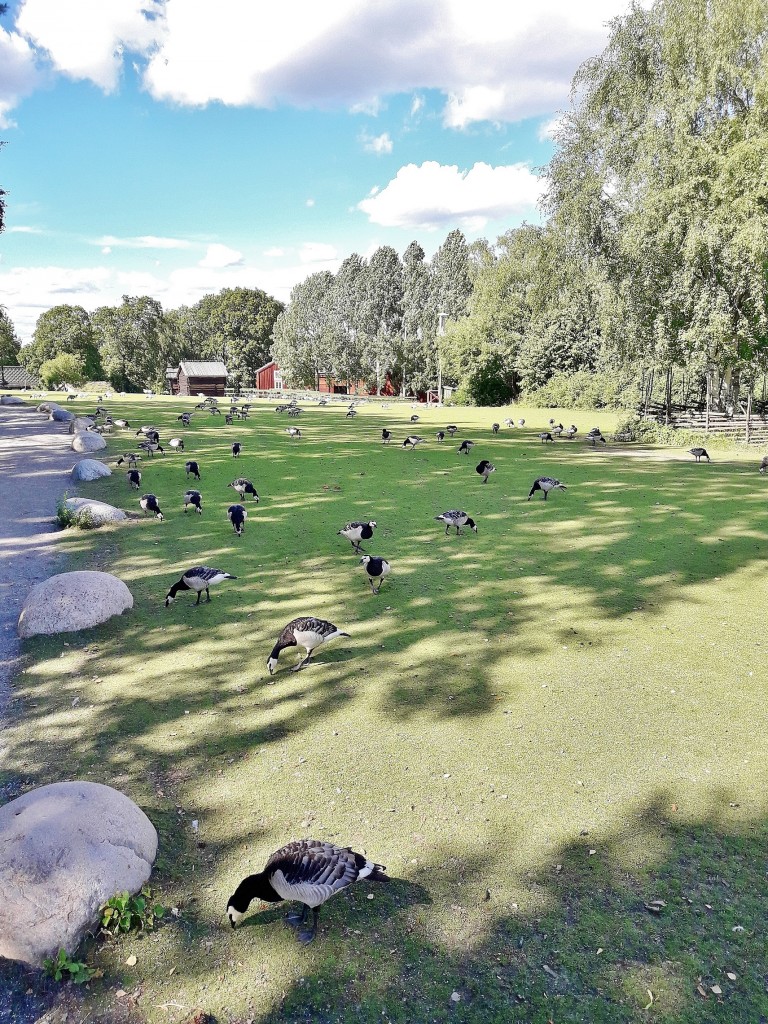 Foto: Skansen - Stockholm, Suecia