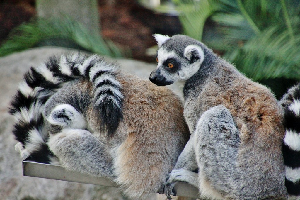 Foto: Skansen - Stockholm, Suecia