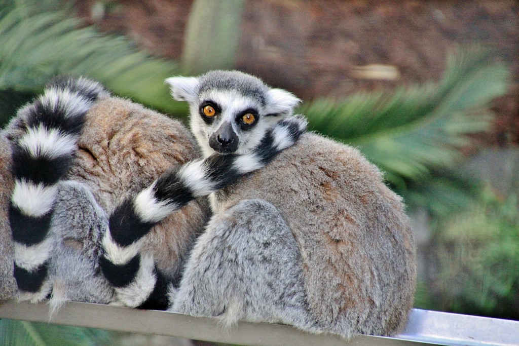 Foto: Skansen - Stockholm, Suecia