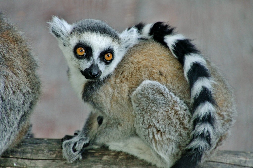 Foto: Skansen - Stockholm, Suecia