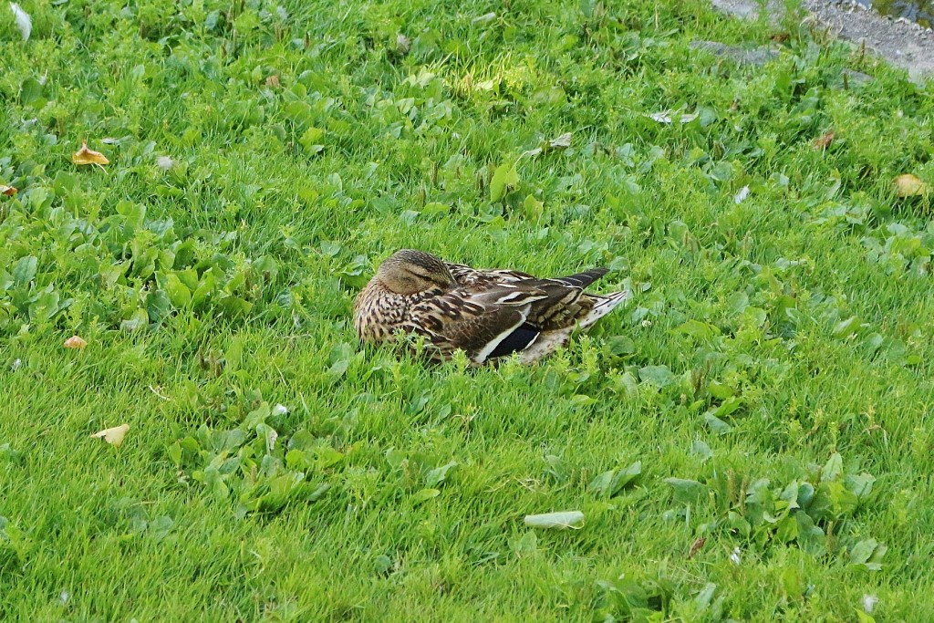 Foto: Gamle Museum - Bergen (Hordaland), Noruega