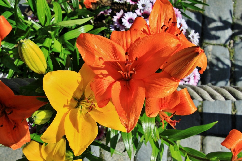 Foto: Centro histórico - Bergen (Hordaland), Noruega