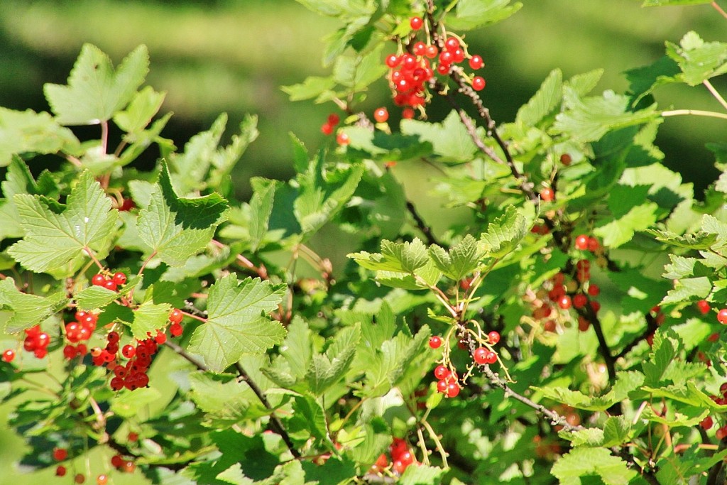 Foto: Gamle Museum - Bergen (Hordaland), Noruega