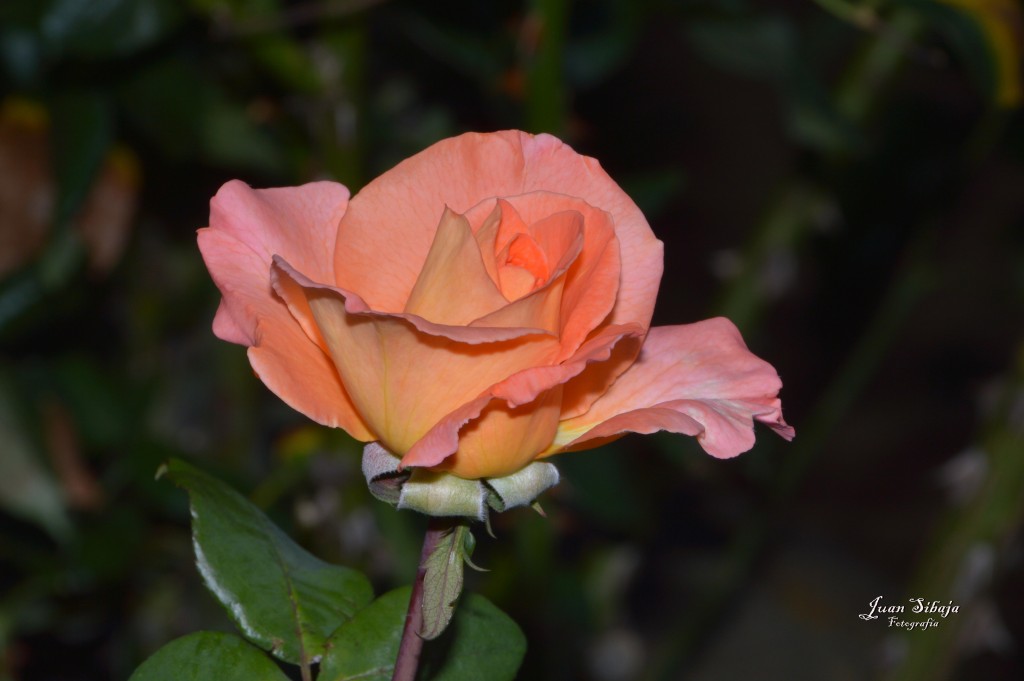 Foto: Rosa - Alajuela, Costa Rica