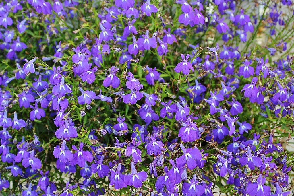 Foto: Centro histórico - Stavanger (Rogaland), Noruega