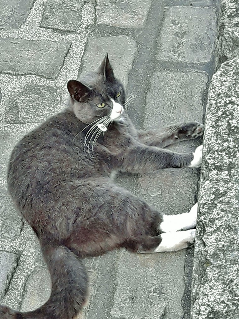 Foto: Gatito - Stavanger (Rogaland), Noruega