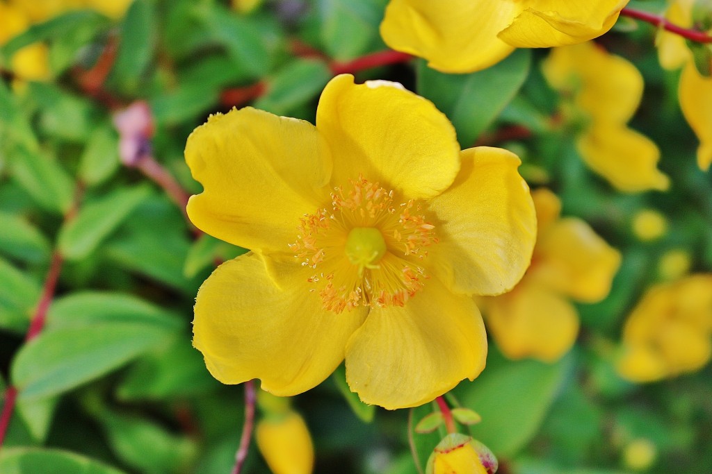 Foto: Centro histórico - Stavanger (Rogaland), Noruega