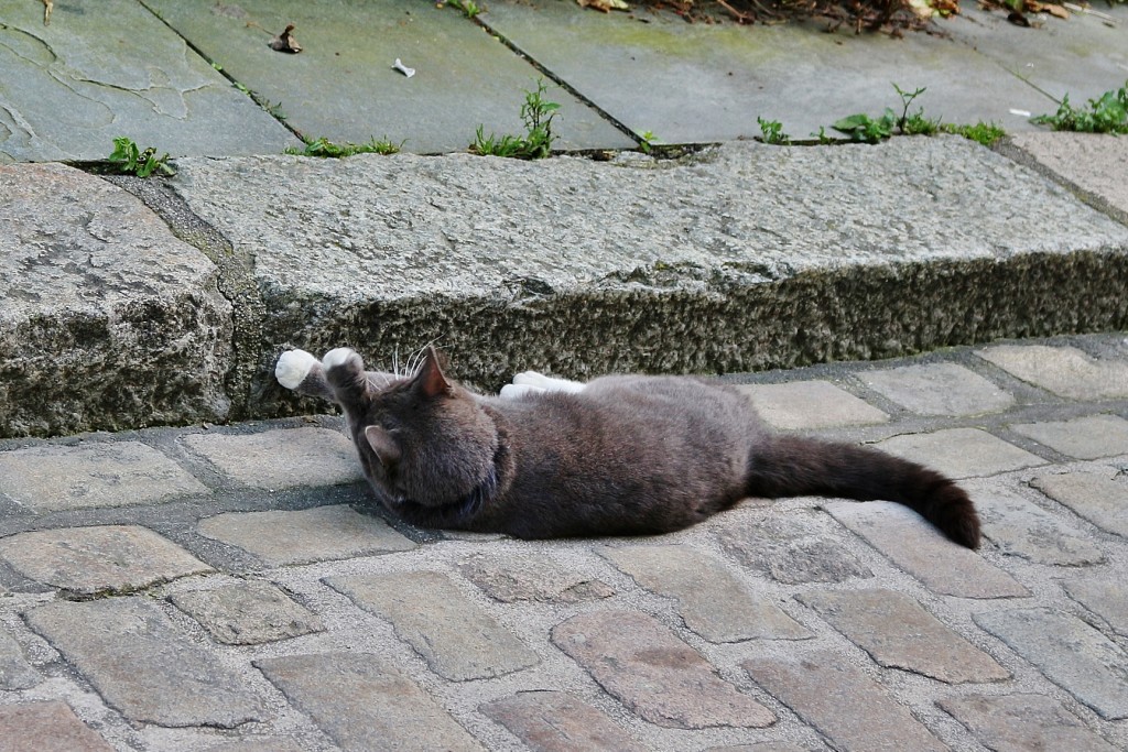 Foto: Gatito - Stavanger (Rogaland), Noruega