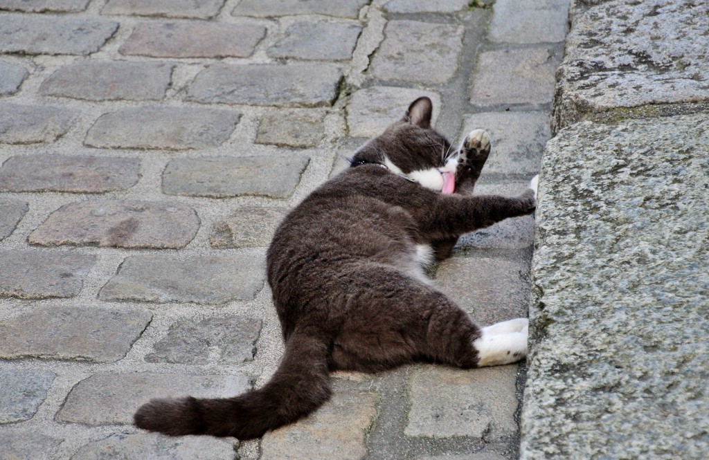 Foto: Gatito - Stavanger (Rogaland), Noruega