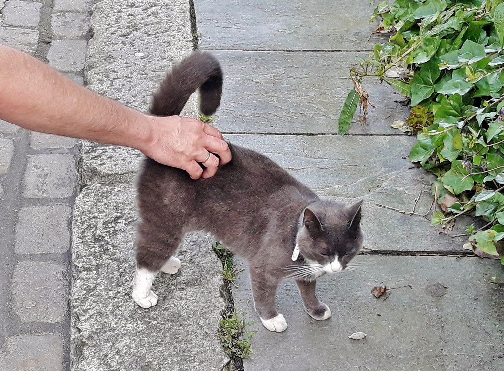 Foto: Gatito - Stavanger (Rogaland), Noruega