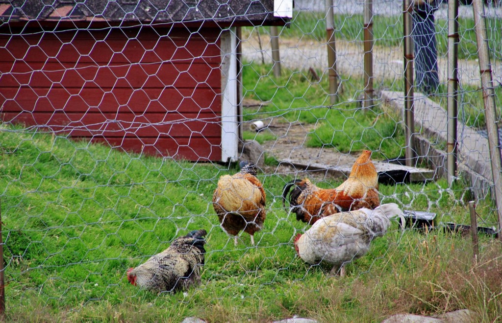 Foto: Navegando por el fiordo - Stavanger (Rogaland), Noruega