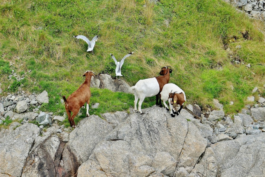 Foto: Navegando por el fiordo - Stavanger (Rogaland), Noruega