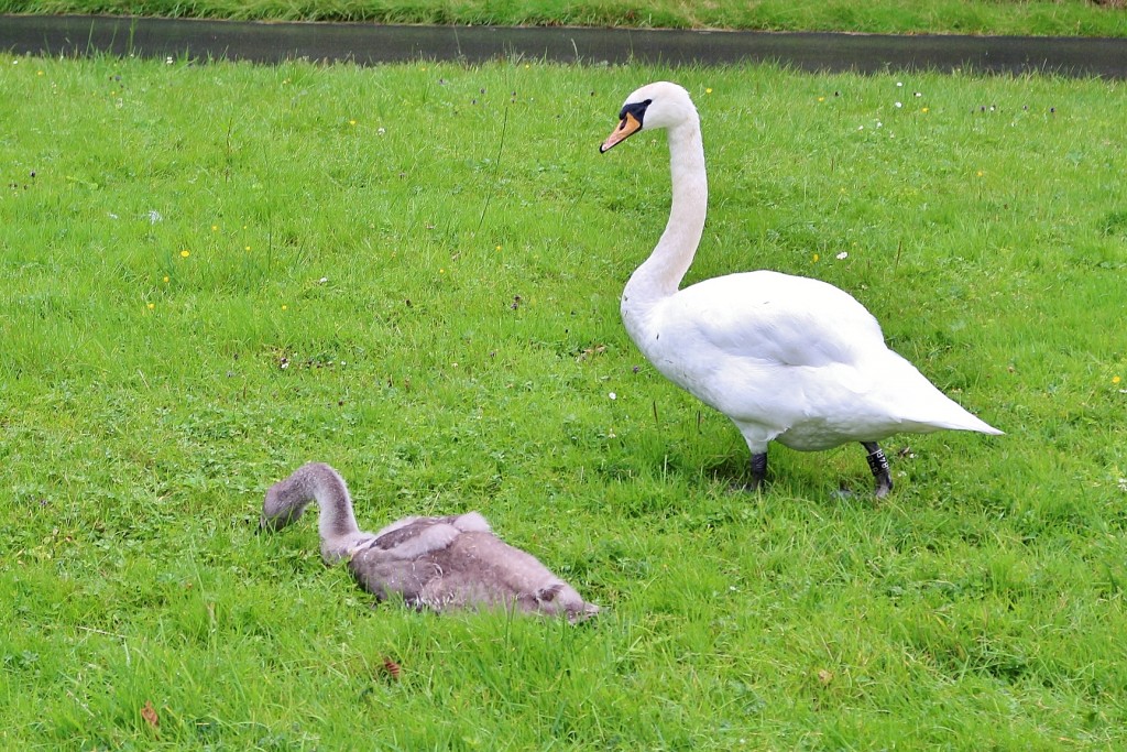 Foto: Zona residencial - Stavanger (Rogaland), Noruega