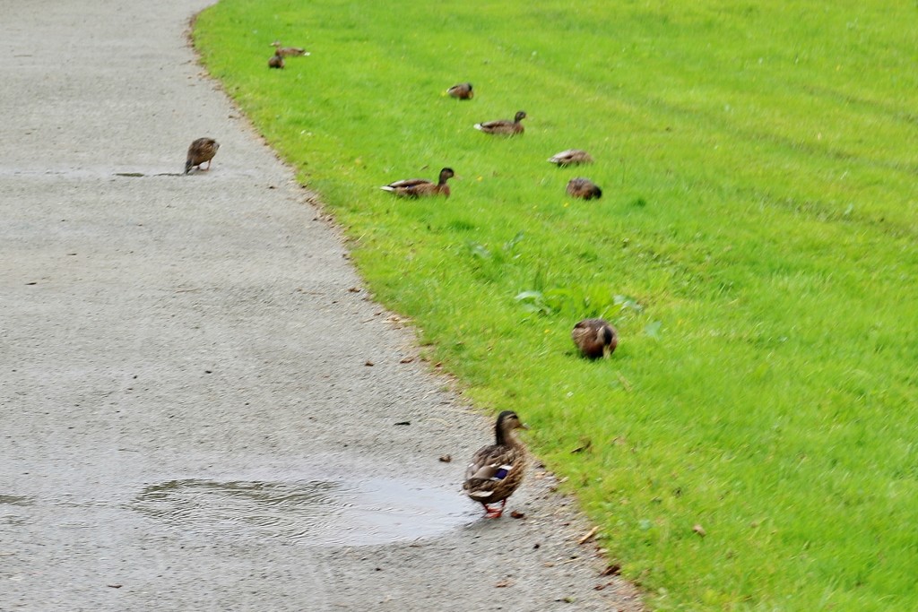 Foto: Zona residencial - Stavanger (Rogaland), Noruega