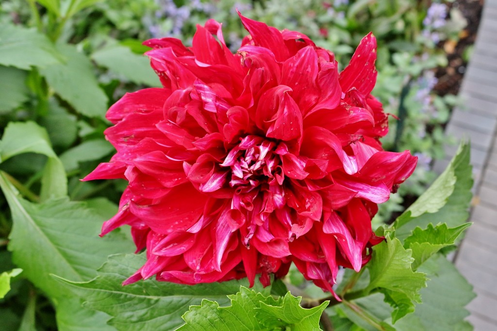 Foto: Tívoli - Copenhague (Zealand), Dinamarca