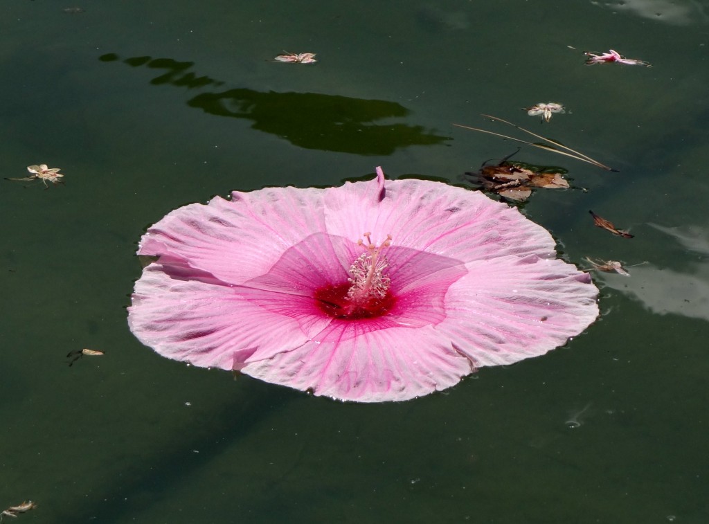 Foto: Piazzale Michelangelo - Firenze (Tuscany), Italia
