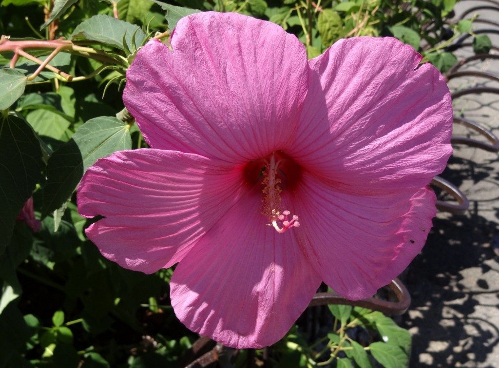Foto: Piazzale Michelangelo - Firenze (Tuscany), Italia
