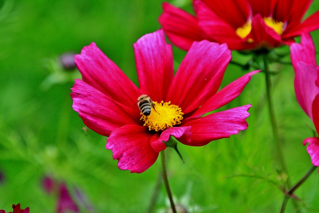 Foto: Bichito - Oslo, Noruega