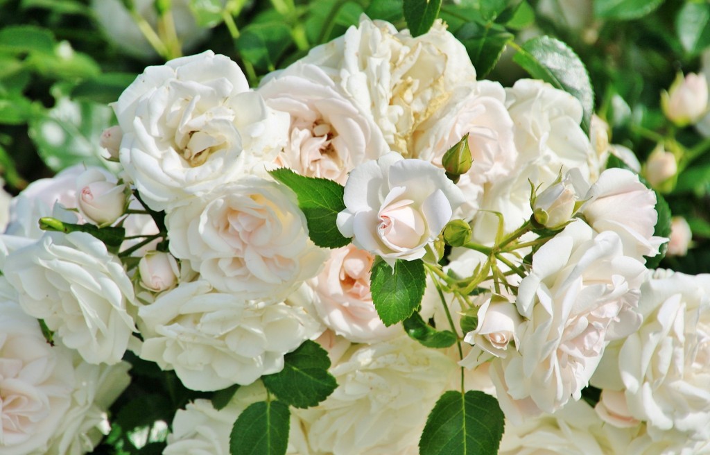 Foto: Vigeland - Oslo, Noruega