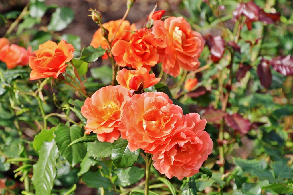 Foto: Vigeland - Oslo, Noruega