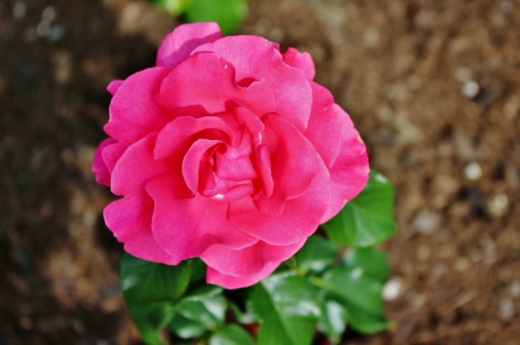 Foto: Vigeland - Oslo, Noruega