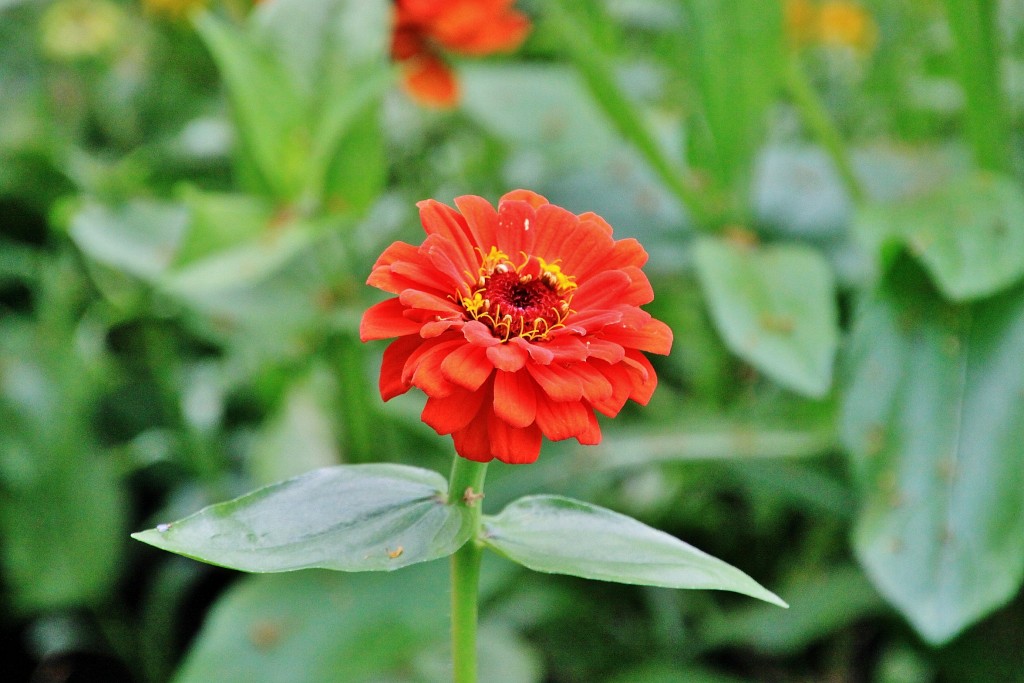 Foto: Vigeland - Oslo, Noruega