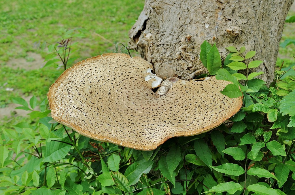 Foto: Museo del pueblo Noruego - Oslo, Noruega