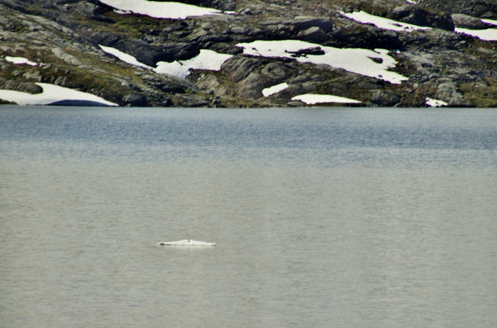 Foto: Sitio de Djupvasshytta - Geiranger, Noruega